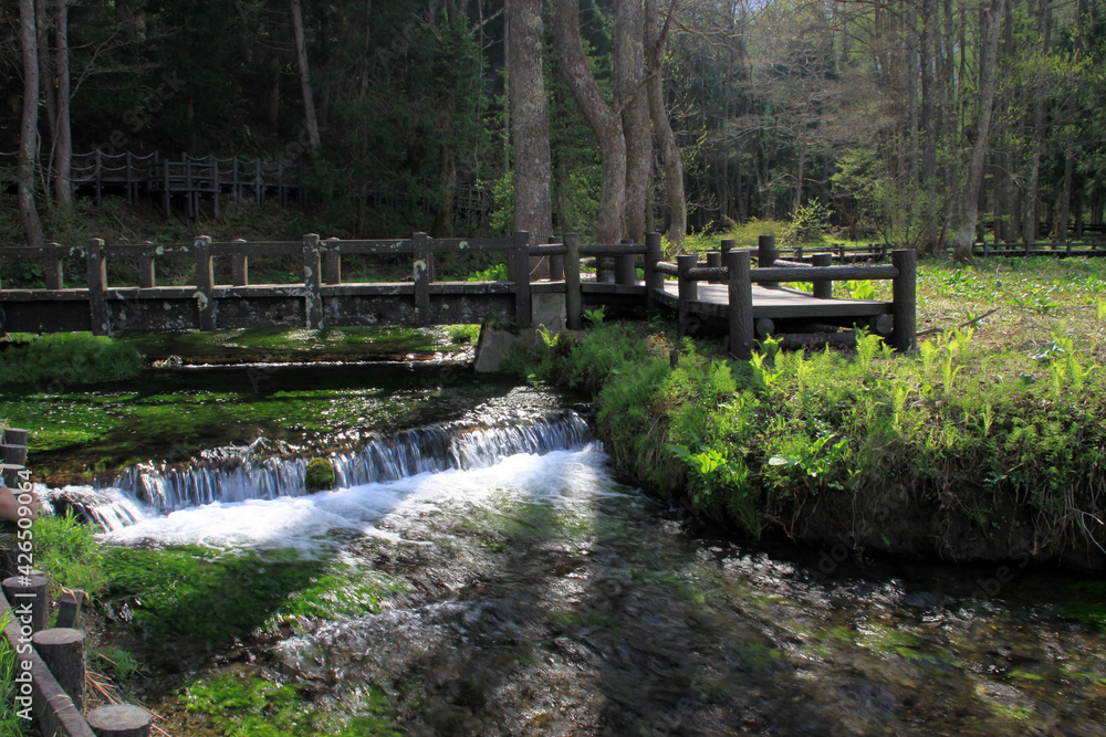 Obraz premium 姫川源流湧水