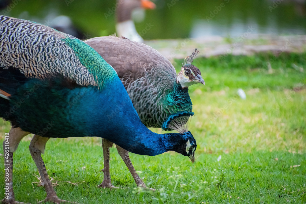 Fototapeta premium Pavos reales coloridos caminando en un parque 