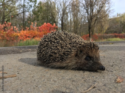hedgehog on the road