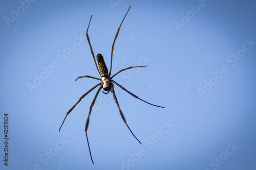 Nephila clavipes is a common species of spider. She lives in the warmest regions of the Americas, photographed in the Municipality of Nova Ponte, State of Minas Gerais, Brazil.
