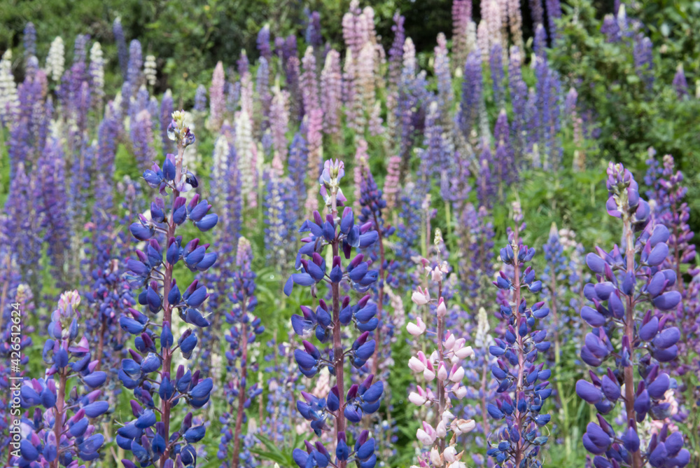 Naklejka premium Lupinus flower II Patagonia, Argentina