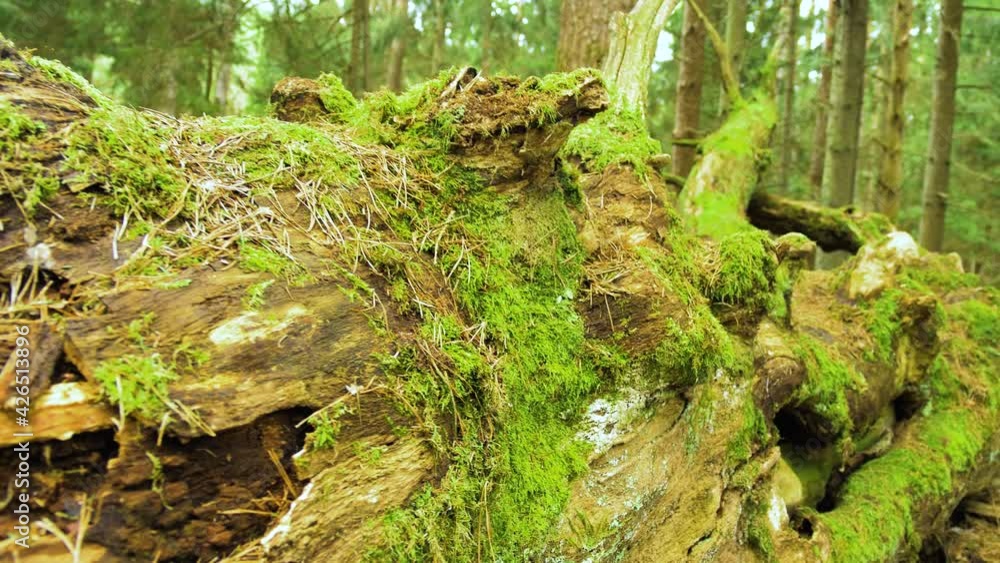Establishing shot of the remains of an big old oak tree lying on the ground in the forest covered with moss, sunny spring day, remote untouched location, medium closeup handheld shot moving backwards Establishing shot of the remains of an big old oak tree lying on the ground in the forest covered with moss, sunny spring day, remote untouched location, medium closeup handheld shot moving backwards