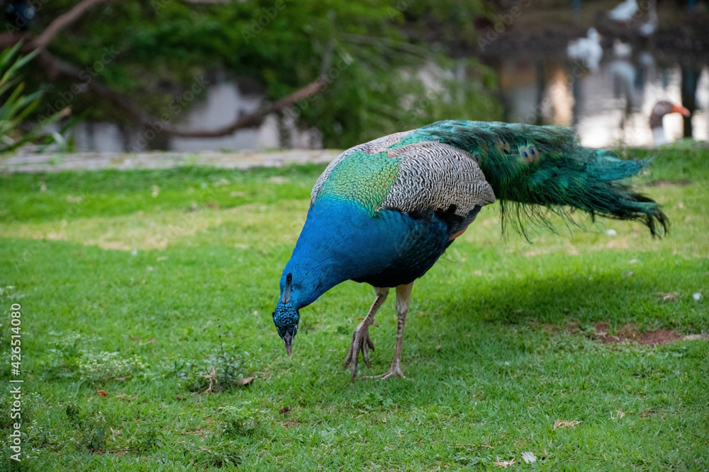 Fototapeta premium Pavo real colorido caminando en un parque junto a personas