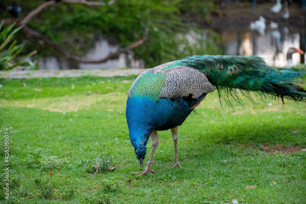 Fototapeta premium Pavo real colorido caminando en un parque junto a personas