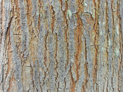 Closeup shot of a tree bark texture