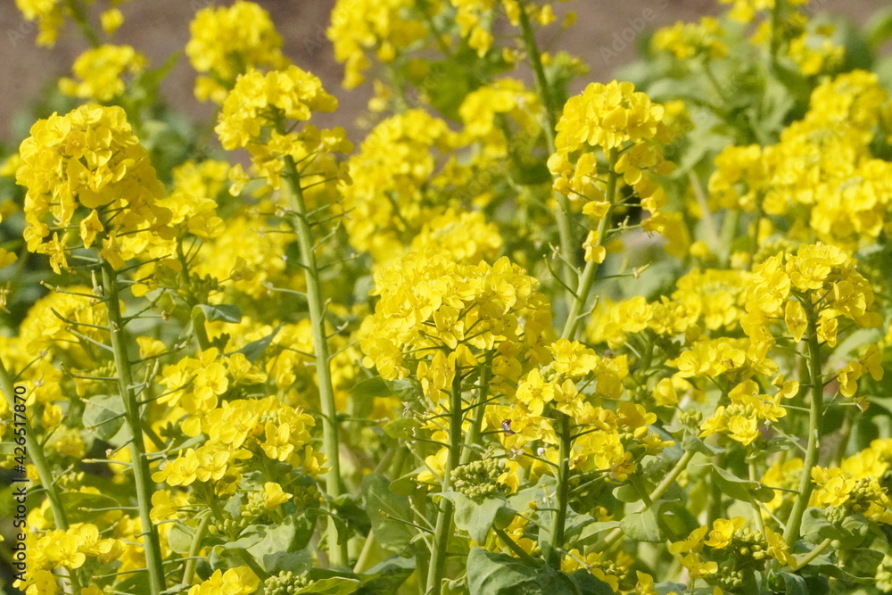 菜の花のクローズアップ/The field of rape blossoms in Japan 菜の花のクローズアップ/The field of rape blossoms in Japan