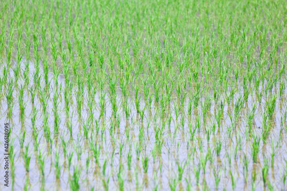 田植えの済んだ田んぼ	