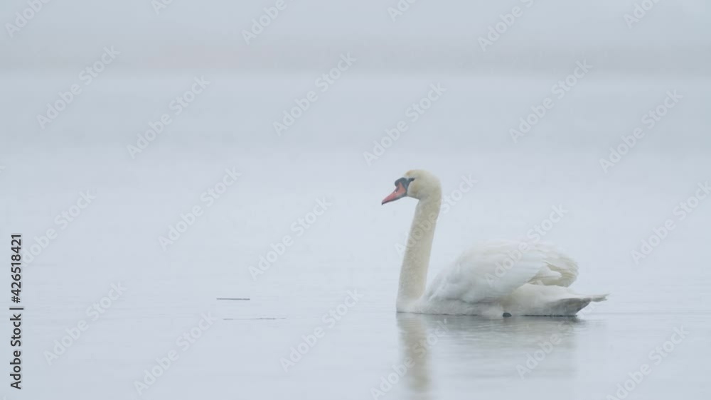 Wild mute swan eating grass underwater closeup in overcast day Wild mute swan eating grass underwater closeup in overcast day