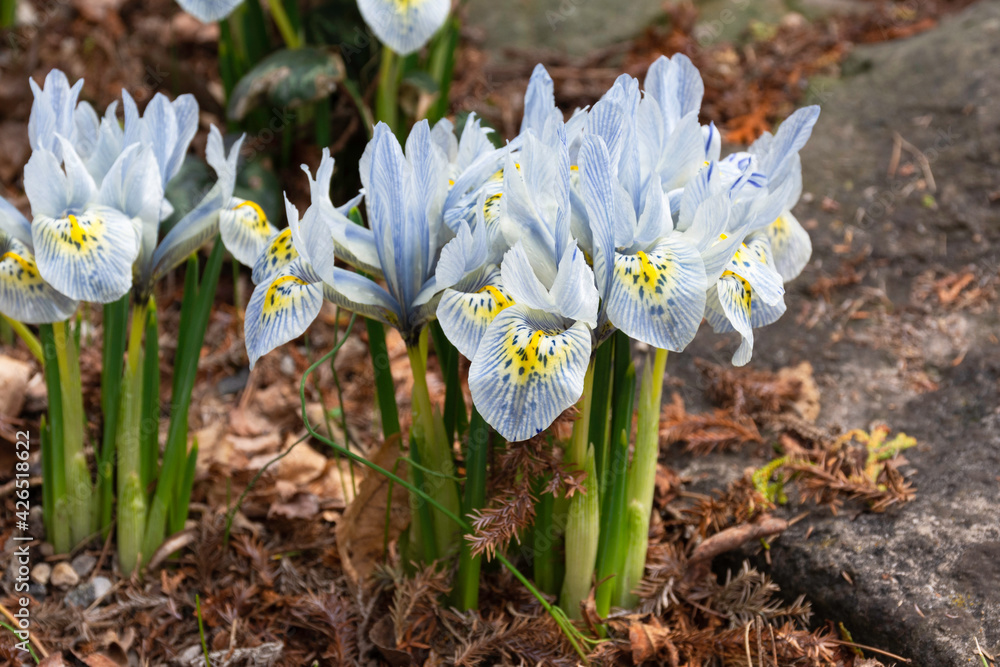 A rare blue flower, the dwarf Iris Katharine Hodgkin, is seen blooming in early spring. A rare blue flower, the dwarf Iris Katharine Hodgkin, is seen blooming in early spring.