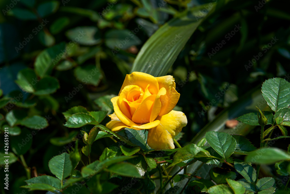 A beautiful blooming yellow-red rose flower close-up, Rosa chinensis Jacq. A beautiful blooming yellow-red rose flower close-up, Rosa chinensis Jacq.