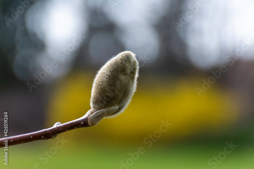 Closeup of the bud of a beautiful spring blooming yellow magnolia flower.