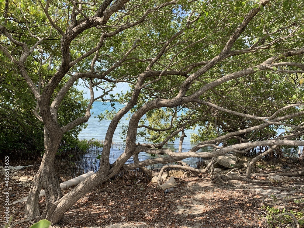 Obraz premium mangroves on the beach