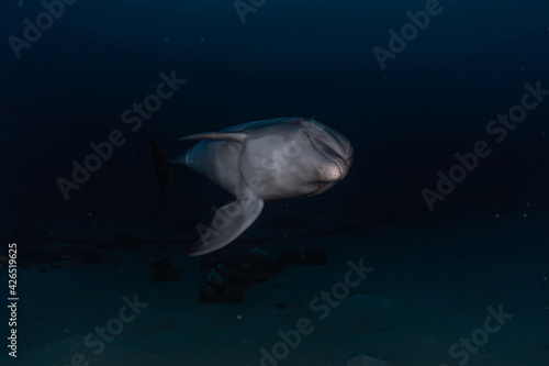 Dolphin swimming in the Red Sea  Eilat Israel 