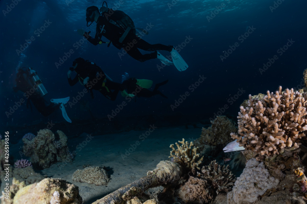 Obraz premium Coral reef and water plants in the Red Sea, Eilat Israel 