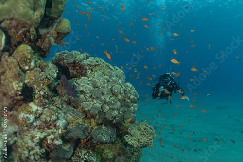 Coral reef and water plants in the Red Sea  Eilat Israel 