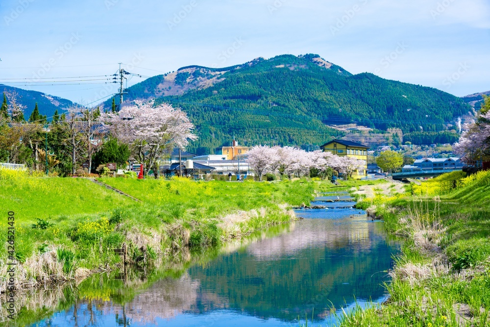 Fototapeta premium 由布院の桜
