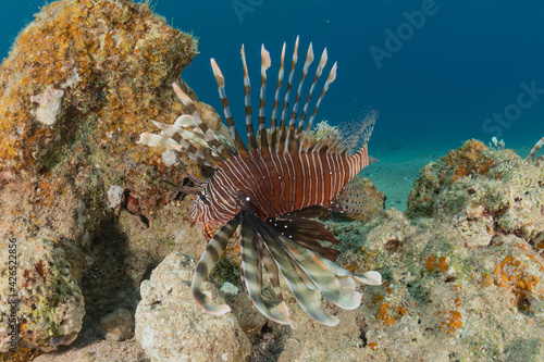 Lion fish in the Red Sea colorful fish  Eilat Israel 