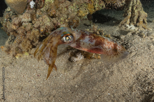 Octopus king of camouflage in the Red Sea  eilat israel  