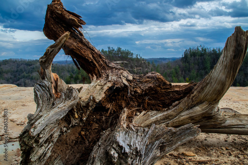 tree and mountains