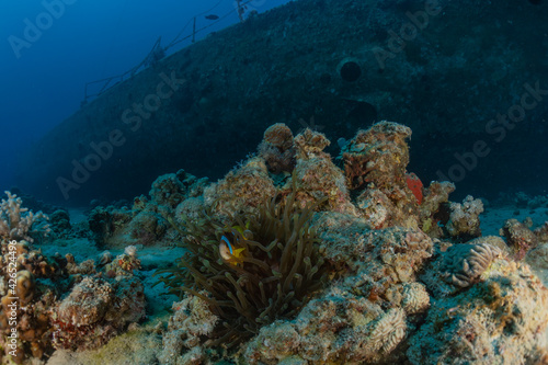 Coral reef and water plants in the Red Sea  Eilat Israel  