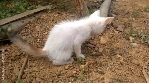 Kitten is pooping outdoor, A white cat with toilet soil, close up capture of kitten digging and excreting, defecating in the garden, young cat taking a dump, crap, shit, poop. photo