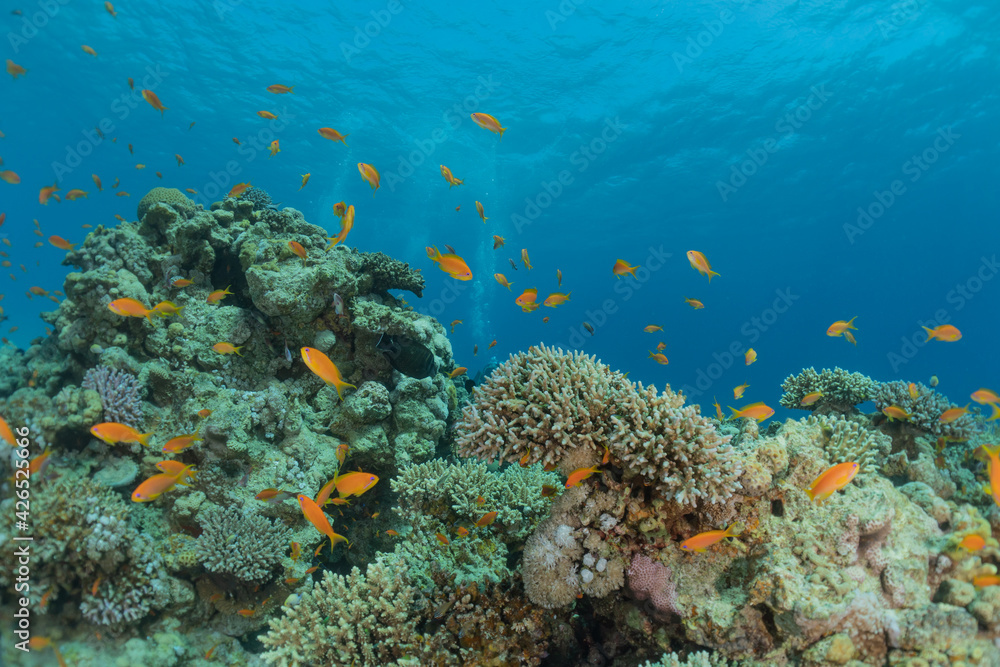 Naklejka premium Coral reef and water plants in the Red Sea, Eilat Israel