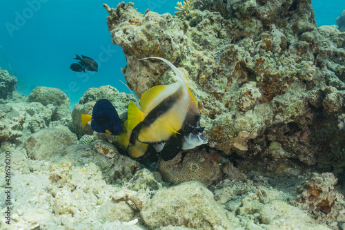 Fish swim in the Red Sea, colorful fish, Eilat Israel 