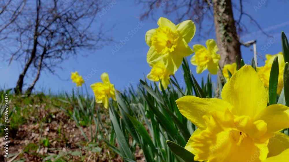Dolly forward shot of yellow blooming Narcissus Pseudonarcissus during sunny day and blue sky. Dolly forward shot of yellow blooming Narcissus Pseudonarcissus during sunny day and blue sky.
