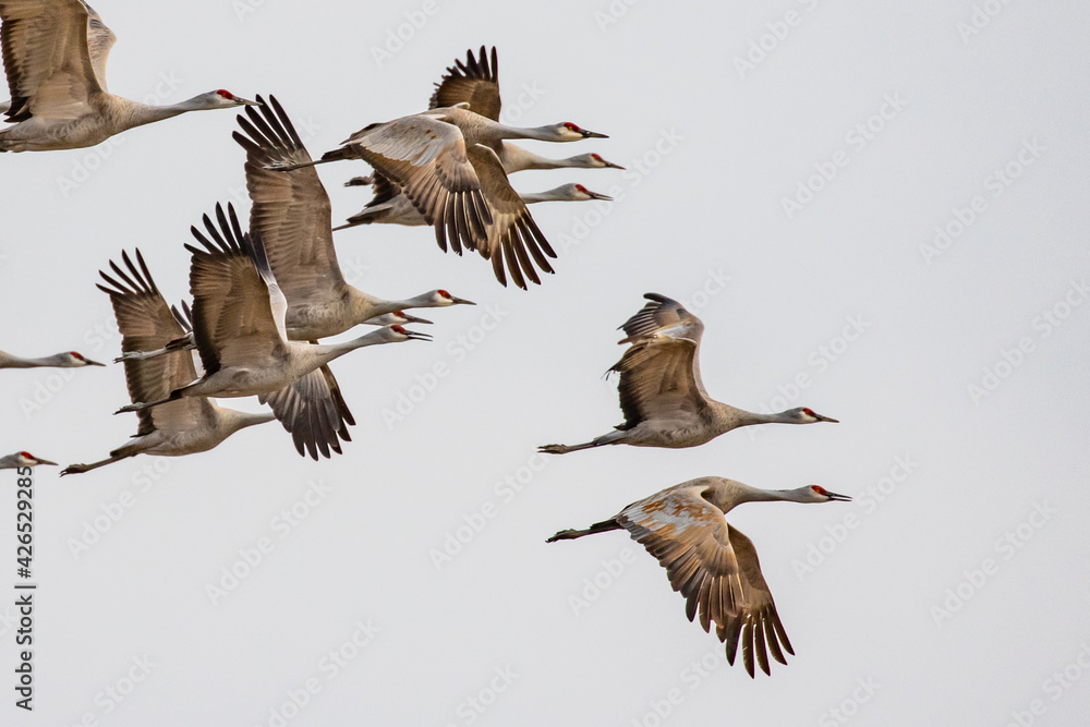 Flock of Sandhill Cranes in Flight Near Othello Washington Flock of Sandhill Cranes in Flight Near Othello Washington