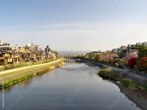 Kyoto,Japan-April 1, 2021: Cherry blossom trees along Kamo river in Kyoto in the morning  © Khun Ta