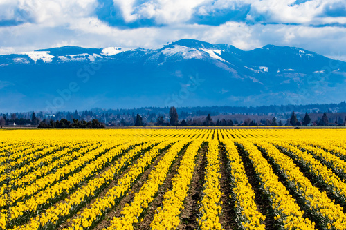 Landscape View of Rows of Yellow Daffodils in Late March in Washington's Skagit Valley photo