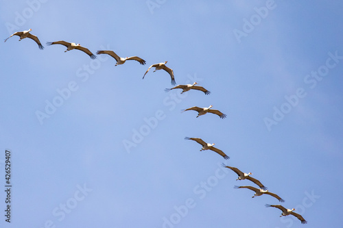 Large Group of Sandhill Cranes Preparing to Land in the Clumbia National Wildlife Refuge Near Othello Washington photo