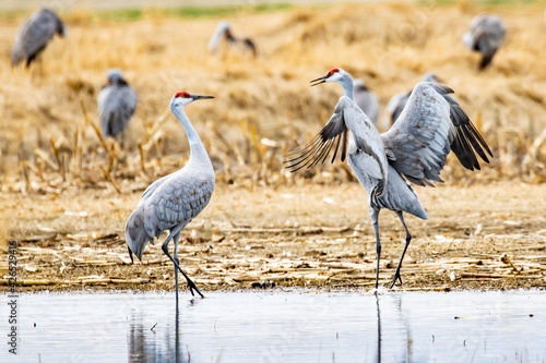Pair of Sandhill Cranes in Mating Ritual Dance Near Othello Washington