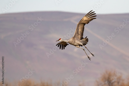 Принти на полотні Sandhill Crane Swings into the Wind to Land Near Othello Washington