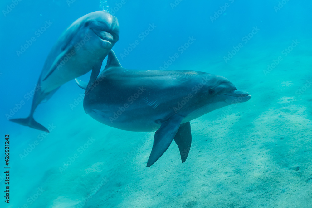 Naklejka premium Dolphin swimming in the Red Sea, Eilat Israel 