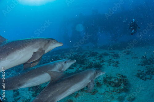 Dolphin swimming in the Red Sea, Eilat Israel  © yeshaya