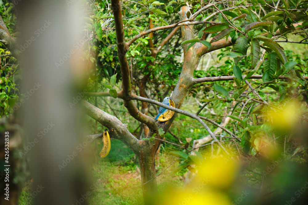 canario azul alimentándose en la rama de un árbol