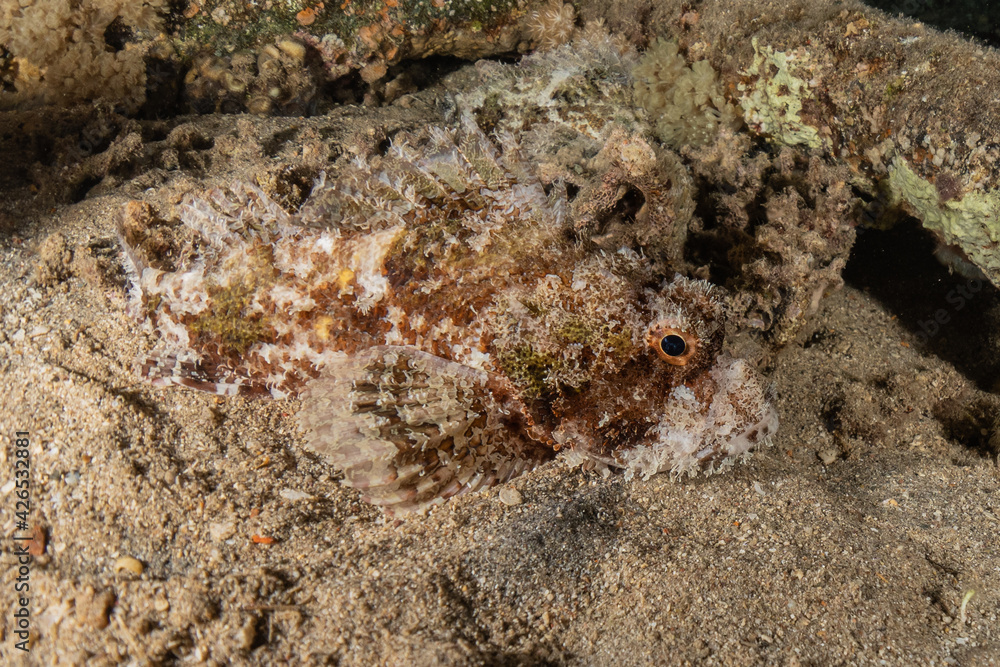 Fish swim in the Red Sea, colorful fish, Eilat Israel
