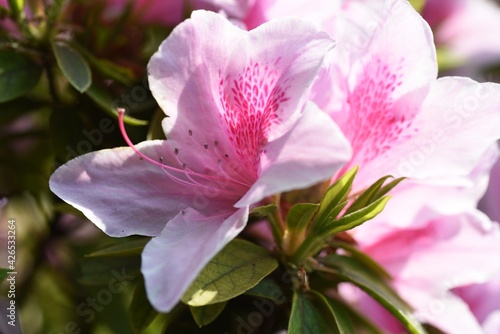 Azalea flowers. Azalea is widely distributed mainly in Asia and is a national flower in Nepal.