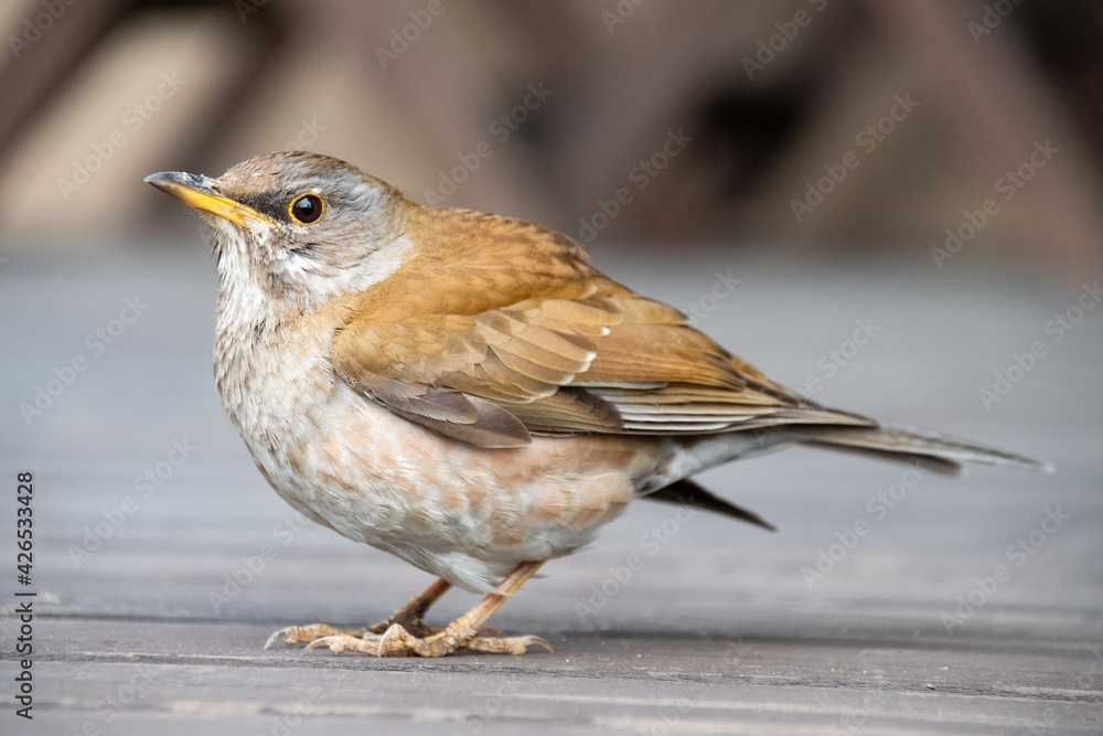 冬の野鳥シロハラの全身　Full body photo of a Pale Thrush, Turdus pallidus.