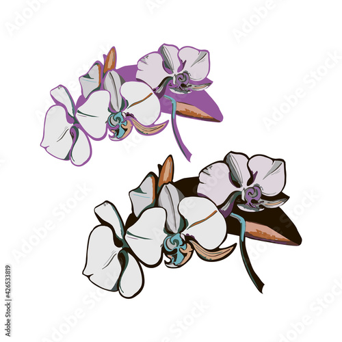 isolated element outline orchid branches black and white and color vector