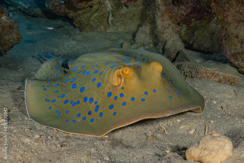 Blue-spotted stingray On the seabed  in the Red Sea 