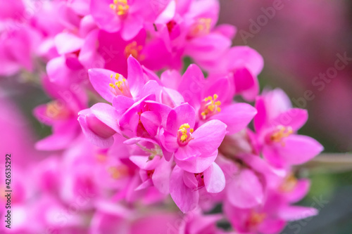 Chain of love flower or Coral Vine flower. Close up pink flowers.