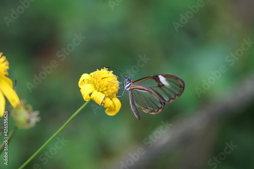 Transparent butterfly on yellow flower, Mariposa transparente sobre flor amarilla