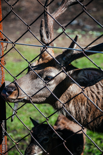 close up portrait of deer with antlers