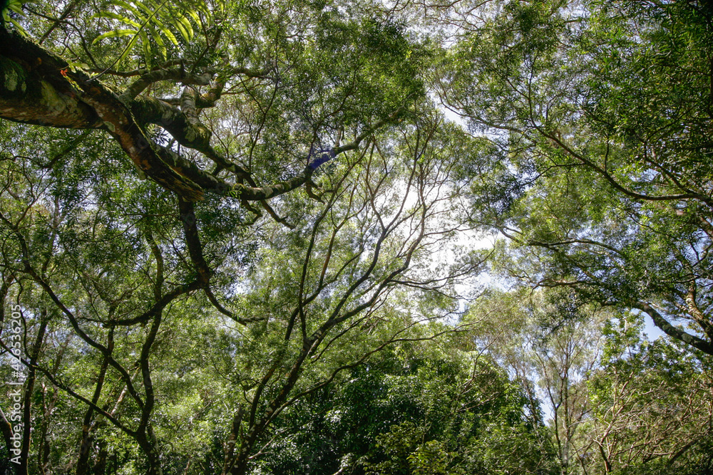 trees in the forest