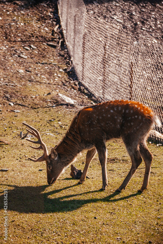 Wallpaper Mural Male reaindeer with antlers on the meadow Torontodigital.ca