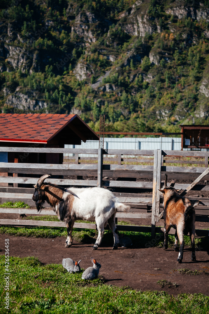 custom made wallpaper toronto digitalTwo goats with rabbits in farm in a mountain scenery