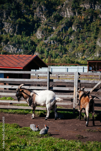 Wallpaper Mural Two goats with rabbits in farm in a mountain scenery Torontodigital.ca