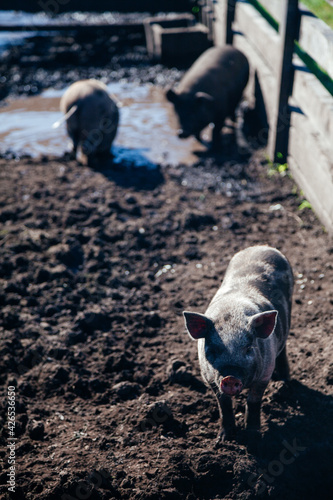 Wallpaper Mural Group of grey pigs walking around in Altay farm Torontodigital.ca